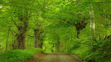 Green forest wallpaper