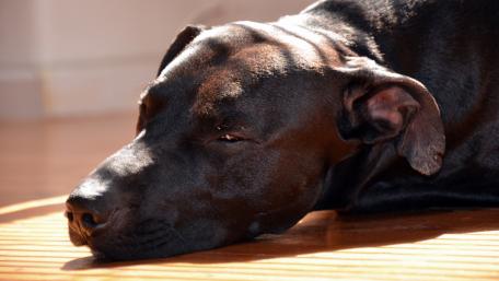 Calm Black Dog Enjoying Resting Moments wallpaper