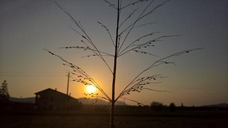 Golden Sunset Silhouette of Nature's Beauty wallpaper