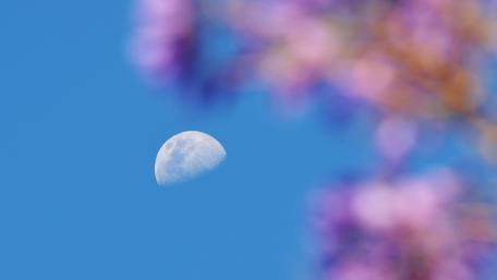 Flower moon wallpaper