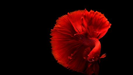 Siamese fighting fish wallpaper