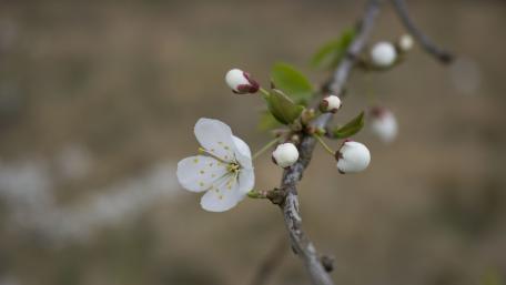 Delicate Blossom in Springtime Beauty wallpaper