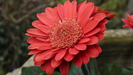 Red flower wallpaper