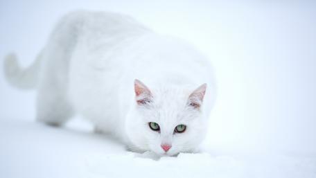 White Cat Stalking in Winter Wonderland wallpaper