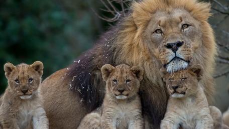 Majestic Masai Lion with Cubs wallpaper