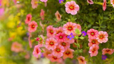 Charming Pink Petunias in Bloom wallpaper