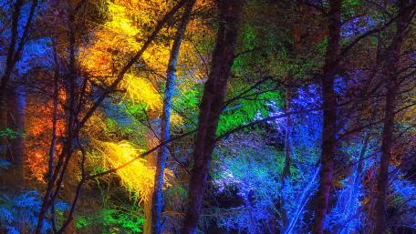 Colorful forest wallpaper