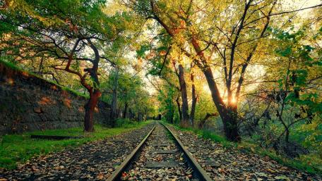 Serene Railway Through a Sunlit Woodland Pathway wallpaper