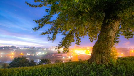 Lone tree over the city wallpaper