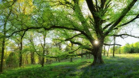 Sunshine in the spring forest wallpaper