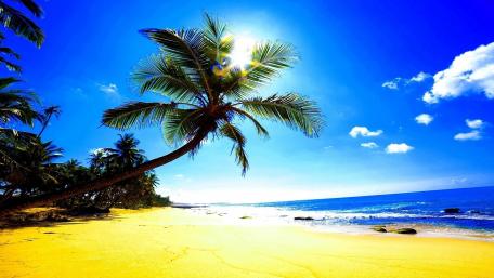 Tropical Bliss by the Shoreline wallpaper