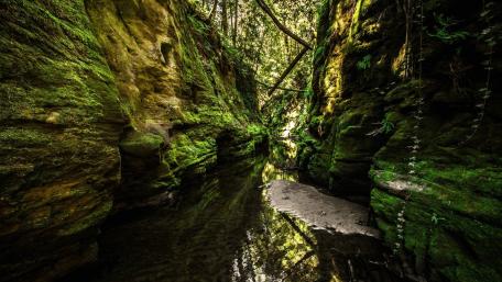 Natural green walls wallpaper