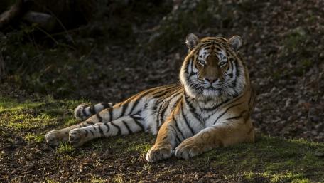 Majestic Tiger in the Wilderness wallpaper