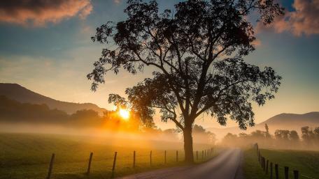 Serene Sunrise Over a Lone Tree Landscape wallpaper