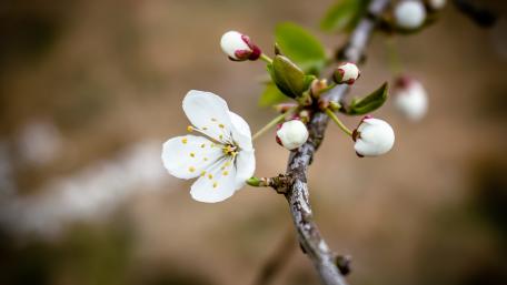 White flower wallpaper