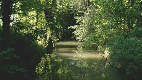 Serene Forest River Reflection Wallpaper wallpaper