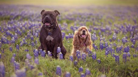 Staffordshire Terrier and Cocker Spaniel friendship wallpaper