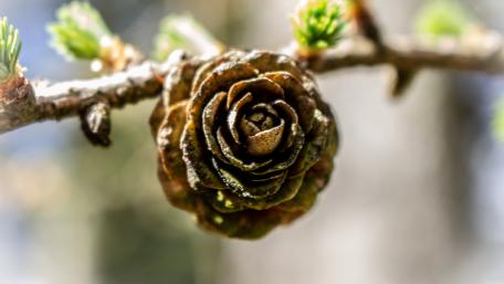 Pinecone wallpaper