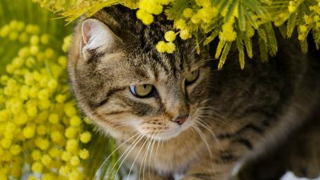 Tabby Cat Among Blossoms and Greenery wallpaper