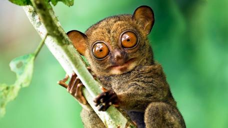 Horsfield's tarsier wallpaper