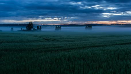 Serene Dawn Over Misty Fields wallpaper