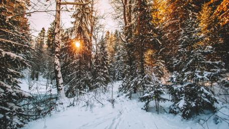 Winter Serenity in a Snowy Forest Scene wallpaper