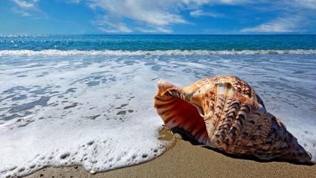 Seashell in the foamy waves wallpaper