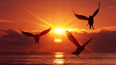 Dancing Birds in Glorious Sunrise Glow wallpaper