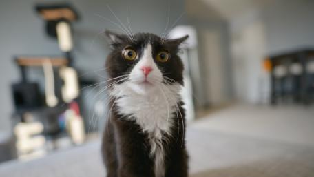 Cat with scared eyes wallpaper