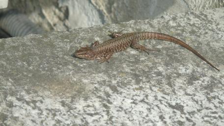 Lizard basking on a stone surface in nature's embrace wallpaper