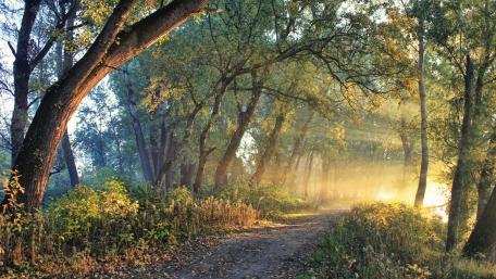 Morning Sunlight on a Forest Pathway wallpaper