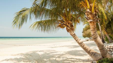 Fantastic sandy beach with palms wallpaper