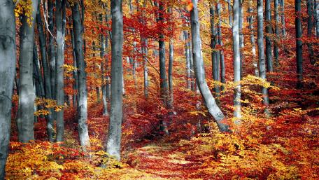 Vibrant Autumn Pathway Through a Forest wallpaper