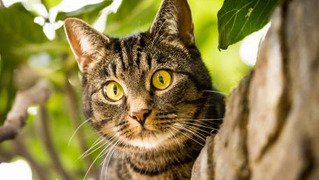 Curious Tabby Cat Amidst Greenery wallpaper