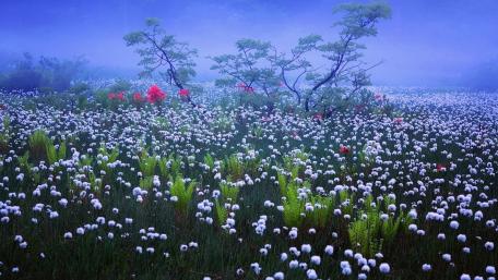 Enchanting Spring Flower Meadow Under Misty Sky wallpaper