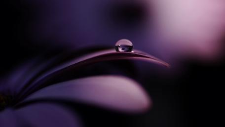 Delicate Drop on Purple Petal wallpaper