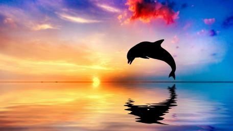 Silhouette of a Dolphin at Sunset wallpaper