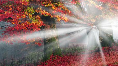 Autumn sun rays wallpaper