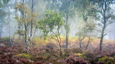Birch trees in the fog wallpaper