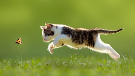 Butterfly chasing wallpaper
