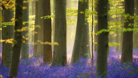 Bluebell carpet in the woods wallpaper