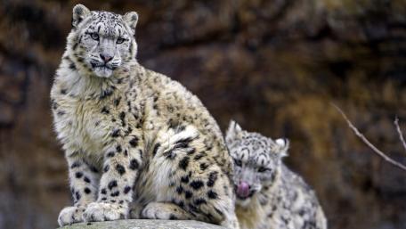 Snow leopards wallpaper
