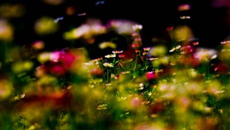 Colorful wildflowers wallpaper