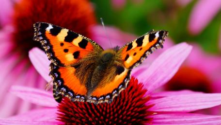 Vibrant Butterfly on Colorful Flower Image wallpaper