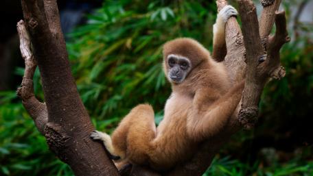 Monkey wallpaper