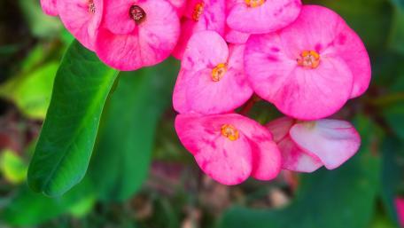 Begonia grandis wallpaper