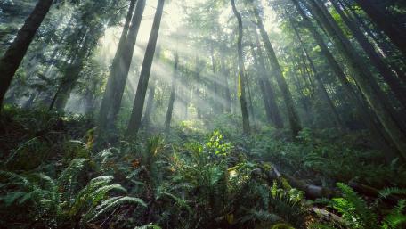 Sunlight in the jungle wallpaper