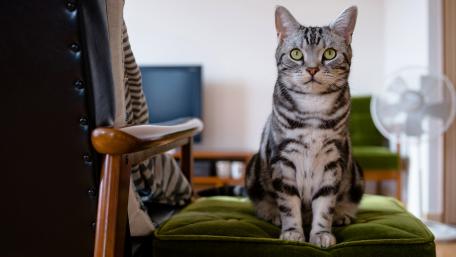 Candid Tabby Cat with Striking Green Eyes wallpaper