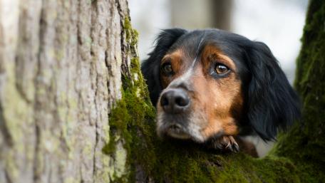Adorable Canine in Natural Setting wallpaper