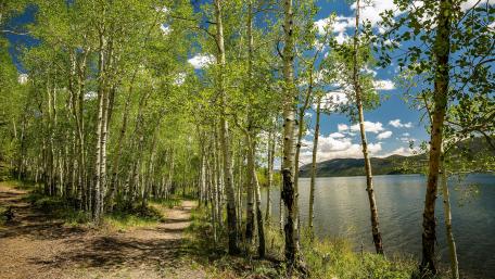 Lakeside birch forest wallpaper